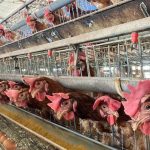 Drawbacks and Dilemmas of Caged Chickens