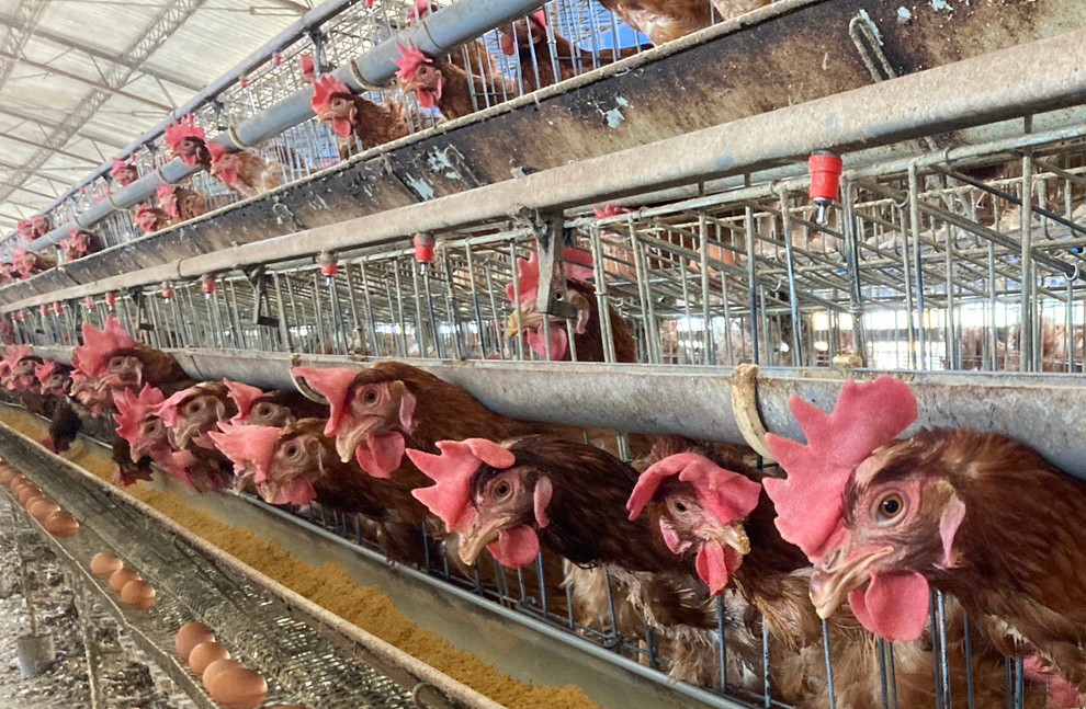 Drawbacks and Dilemmas of Caged Chickens