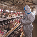 let your chickens get sick