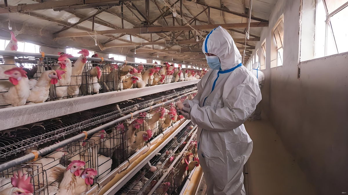 let your chickens get sick